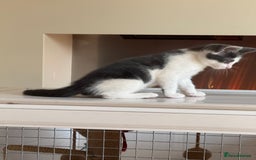 Mixed Breed cats for sale: Beautiful kittens ready now  - Image 7