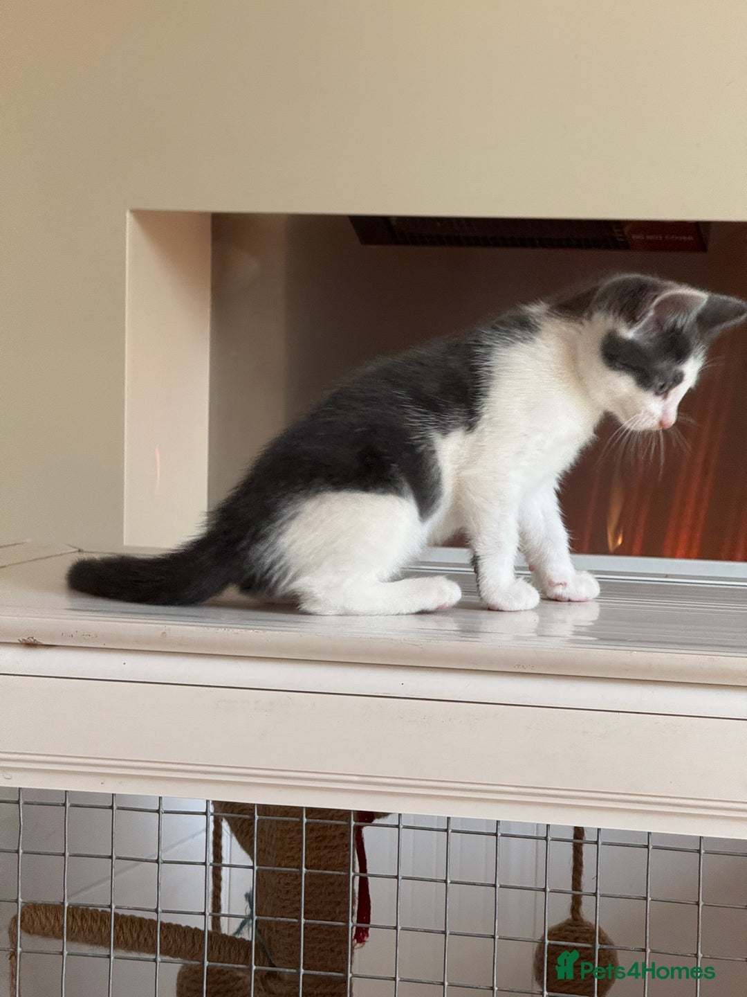 Mixed Breed cats for sale: Beautiful kittens ready now  - Image 7