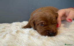 Labrador Retriever dogs for sale: KC REGISTERED FOX RED LABRADOR PUPPY  - Image 14