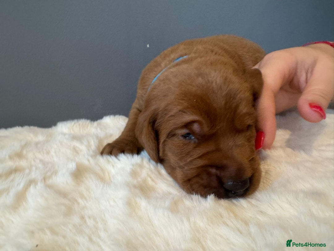 Labrador Retriever dogs for sale: KC REGISTERED FOX RED LABRADOR PUPPY  - Image 14