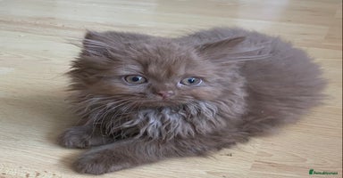 British Longhair cats - Advert 2