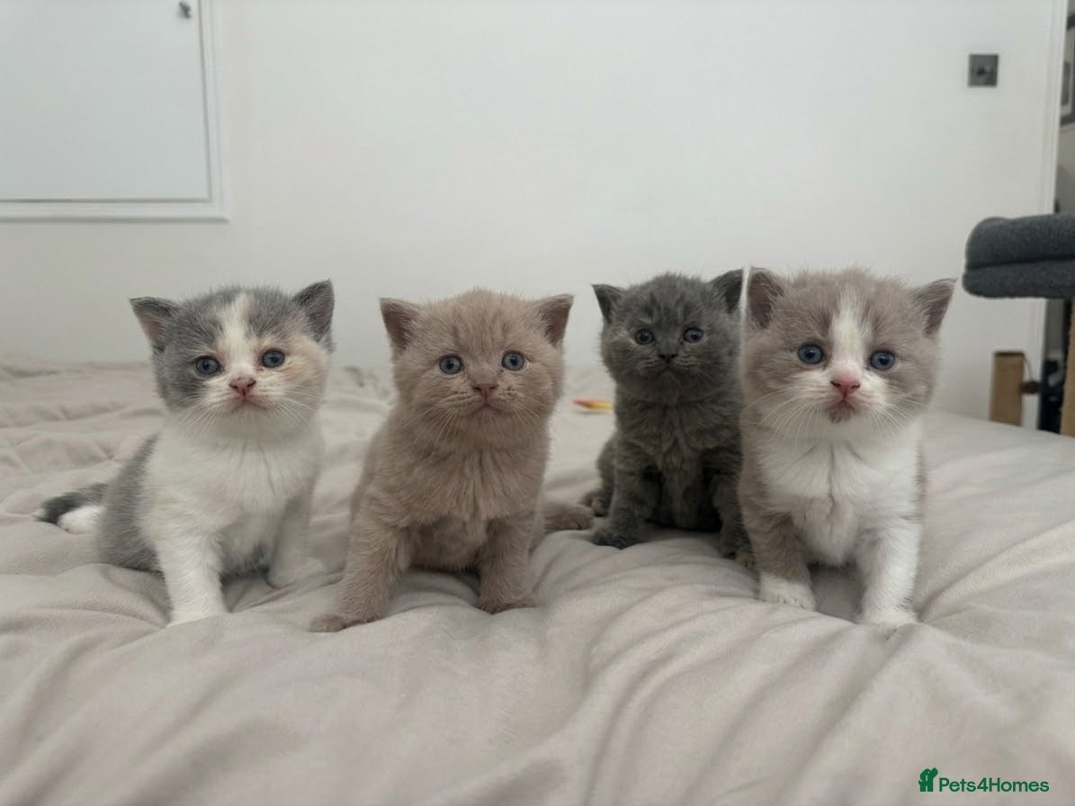 British Shorthair cats for sale: GCCF British Shorthair Kittens 🐱  - Advert 2