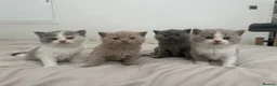 British Shorthair cats for sale: PKD+ALPS Tested, GCCF Registered, Loving Kittens - Advert 10