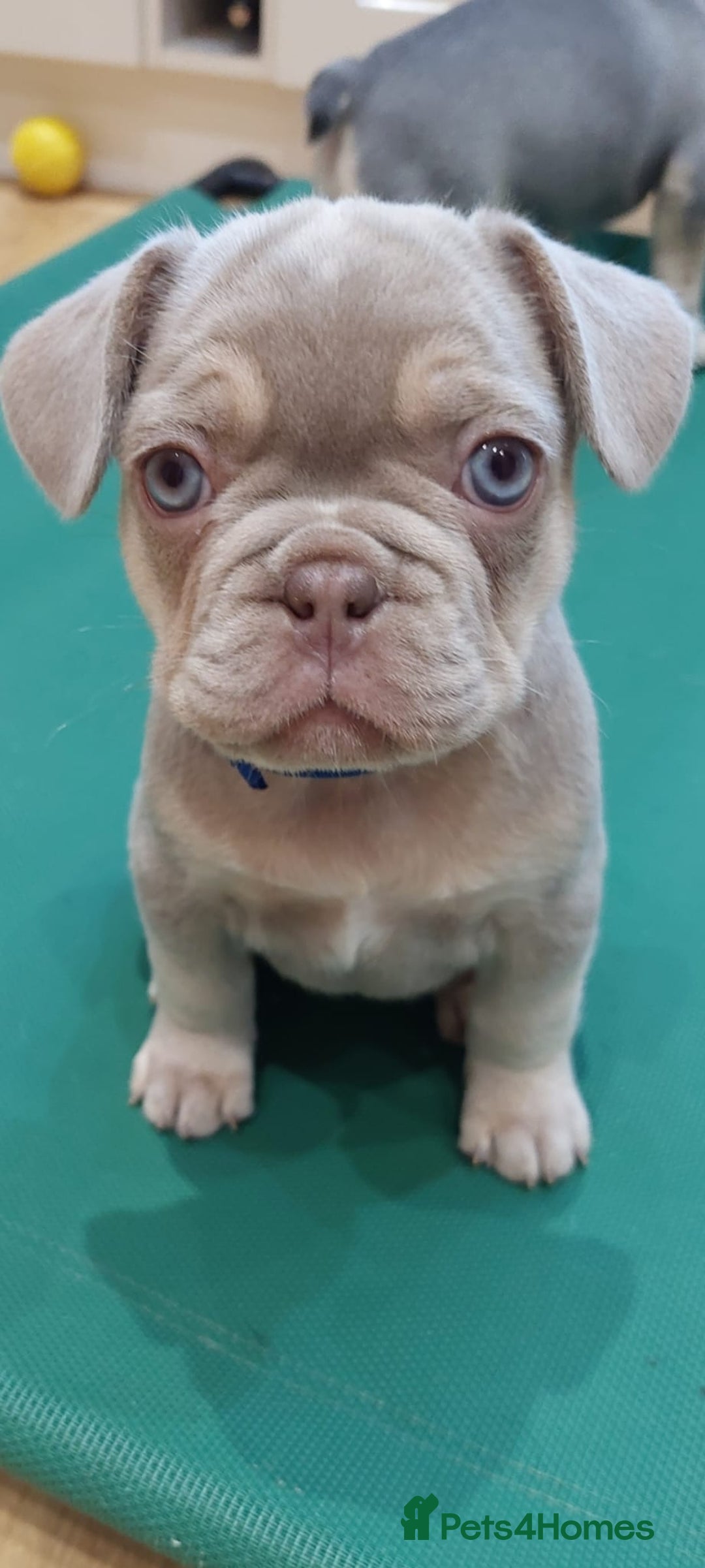 French Bulldog dogs for sale: KC Registered Beautiful French Bulldog Puppies - Advert 4