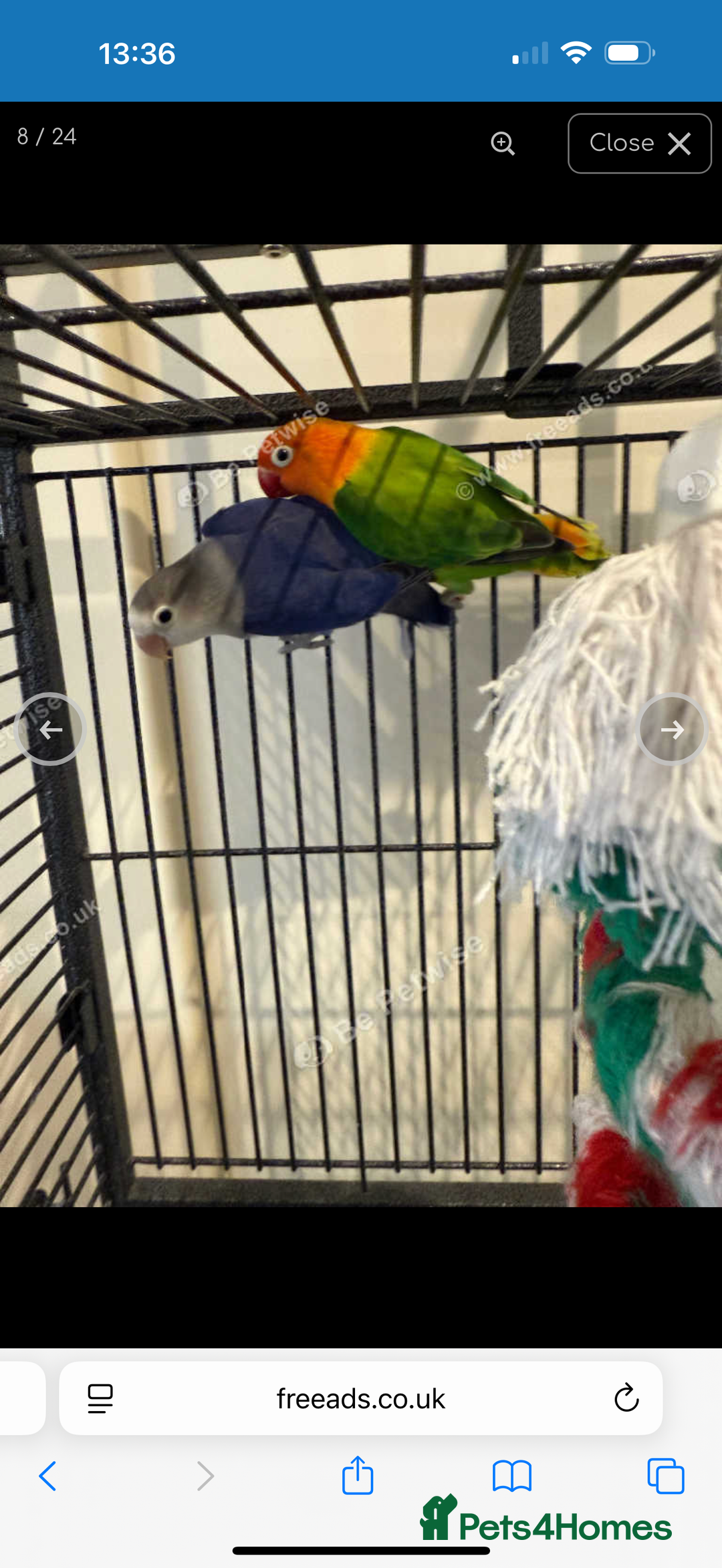 Lovebirds birds for sale: 2 beautiful love birds full set up  - Image 2