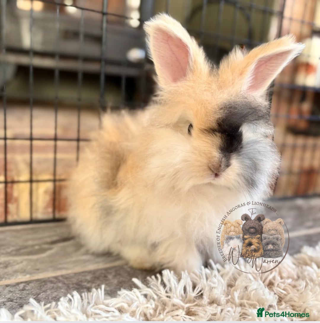 Angora rabbits for sale: Fully Vaccinated English Angoras ♥️ - Advert 8