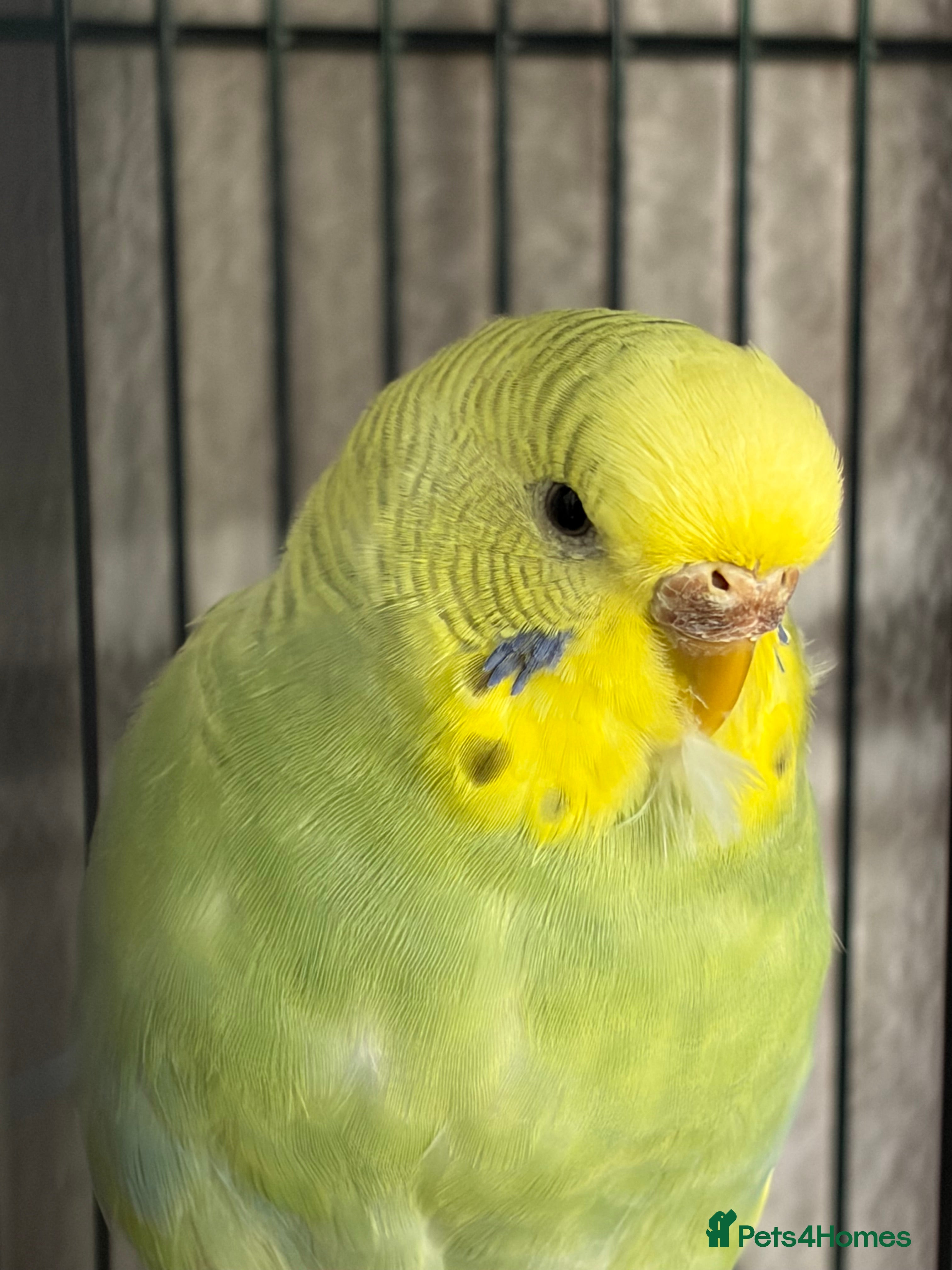 Budgerigars birds Female budgie - Advert 14