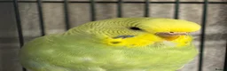 Budgerigars birds for sale: Female budgie in Bexhill-on-Sea - Advert 1