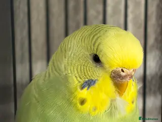 Budgerigars birds Female budgie - Advert 9