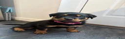 Rottweiler dogs for sale: 1 Female Rottweiler Puppy Available  - Advert 2
