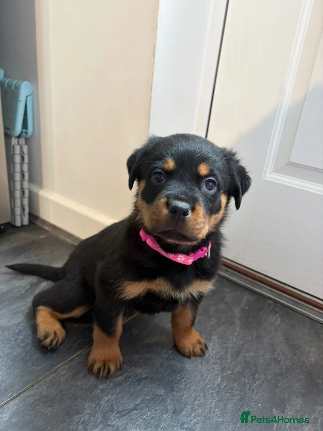 Rottweiler dogs for sale: 1 Female Rottweiler Puppy Available  - Advert 2