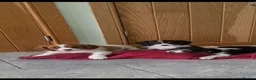 Cavalier King Charles Spaniel dogs for sale: K C Reg Cavalier King Charles - Advert 9