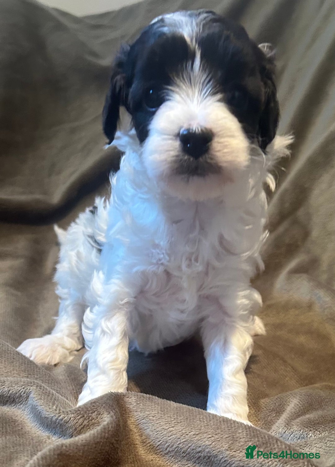 Maltipoo dogs for sale: Maltipoo puppies - Advert 7