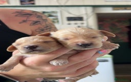 Cockapoo dogs for sale: Beautiful F1 Cockapoos  - Image 3