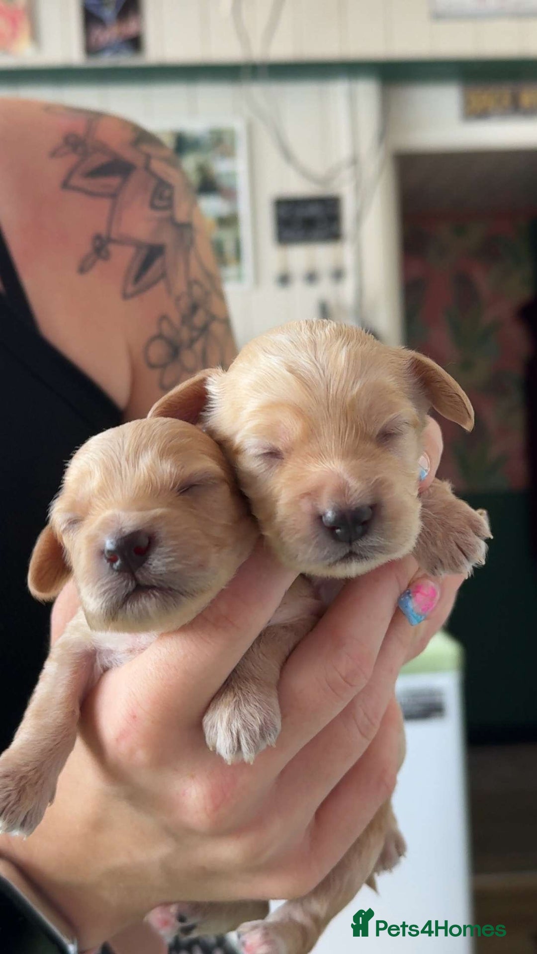 Cockapoo dogs for sale: Beautiful F1 Cockapoos  - Image 3