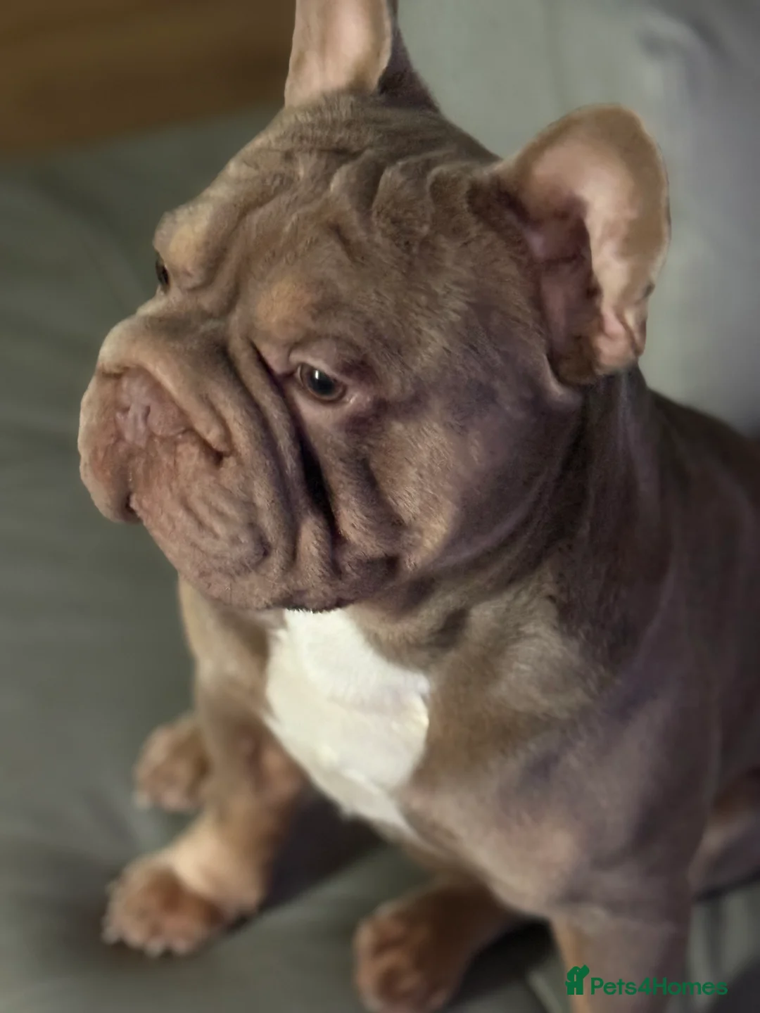 French Bulldog dogs for sale: French bulldogs  - Advert 5