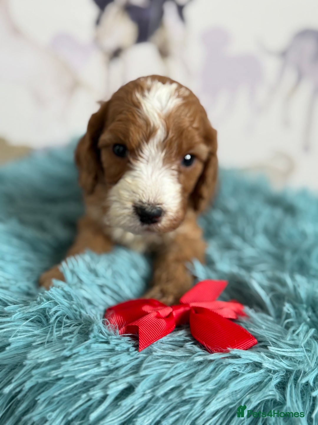 Cockapoo dogs for sale: F1 Cockapoo’s **fully DNA tested** - Image 13