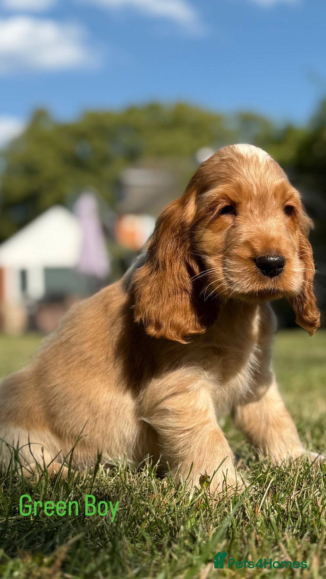 Cocker Spaniel dogs for sale: Last boy! Top quality show-type Cocker Spaniels! in Leicester - Image 16