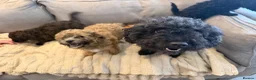 Poochon dogs for sale: Beautiful Poochon Puppies available  - Advert 16
