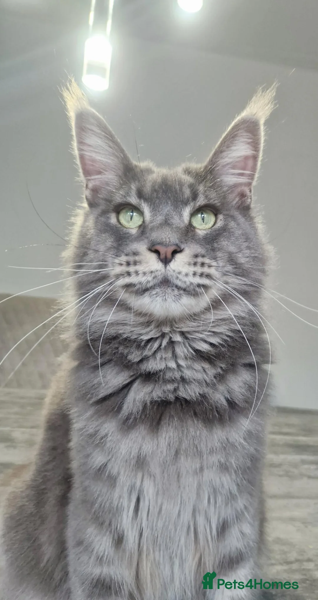 Maine Coon cats for sale: Maine coon  - Advert 2