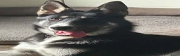 Shepsky dogs for sale: Shepsky Pups in Scarborough - Advert 11