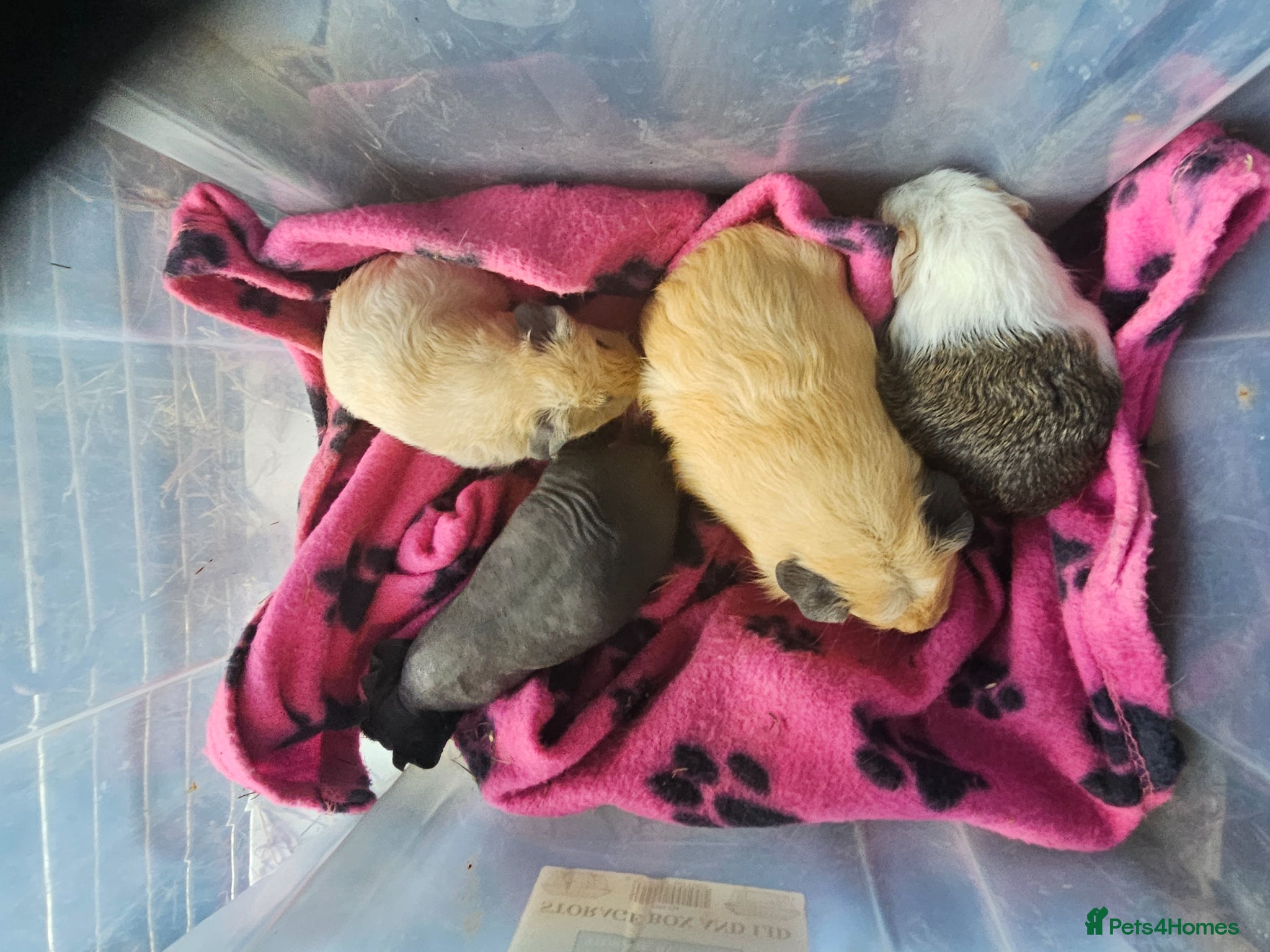 Guinea Pig rodents Skinnys Werewolfs & Lakelands Available  - Advert 1