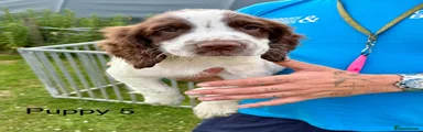English Springer Spaniel 5