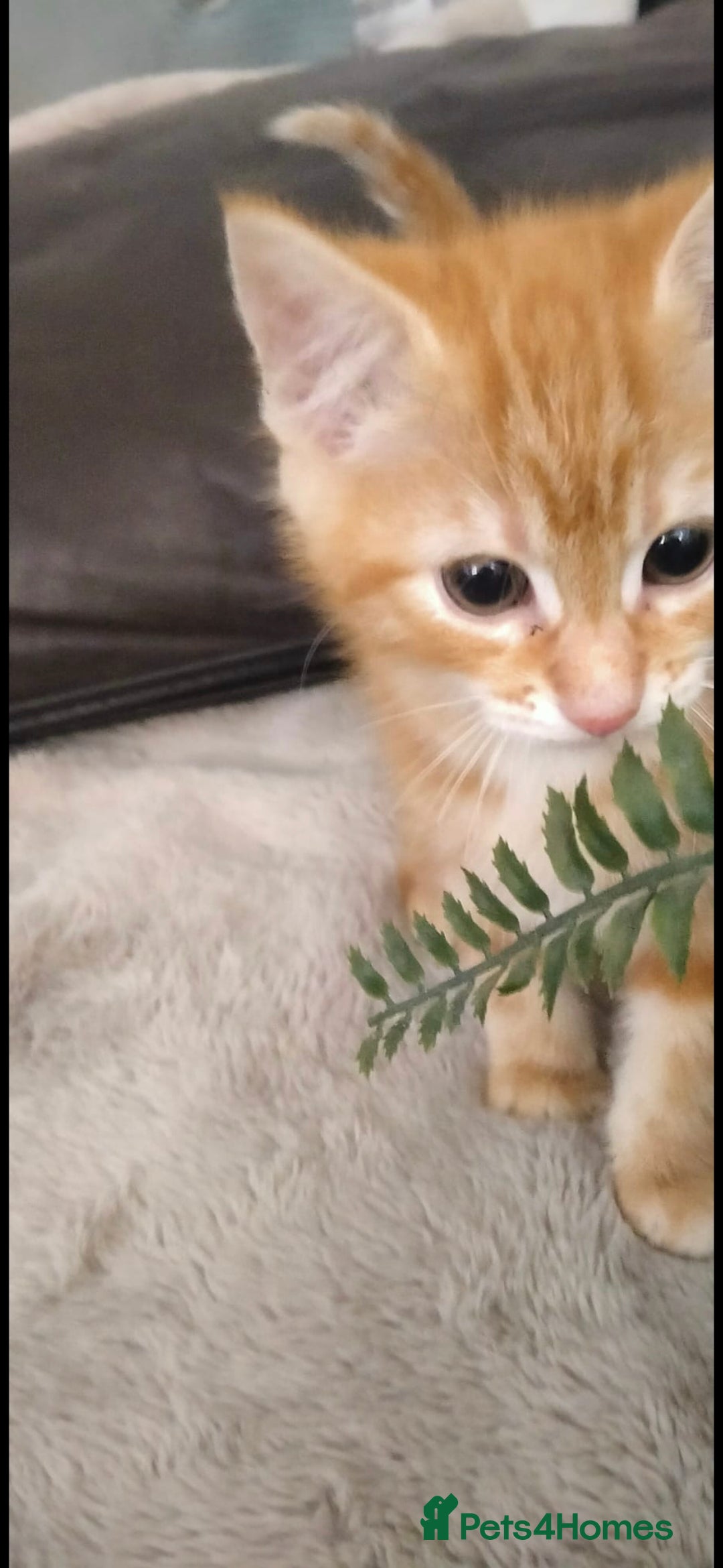 Ragdoll cats for sale: Beautiful Ragdoll x Kittens  - Advert 8