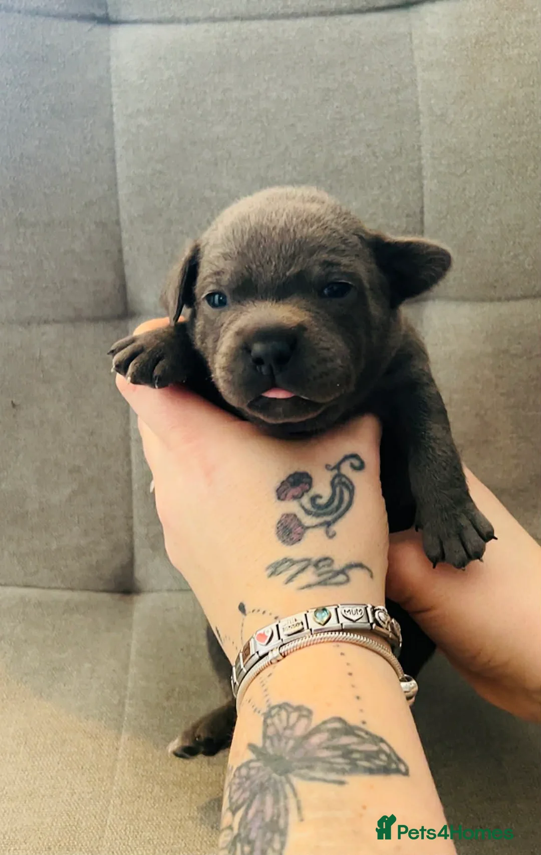 Staffordshire Bull Terrier dogs for sale: Staffordshire bull terrier pups  - Advert 5