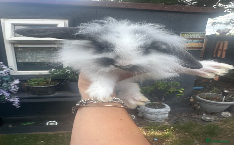 Mini Lion Lop rabbits - Advert 2