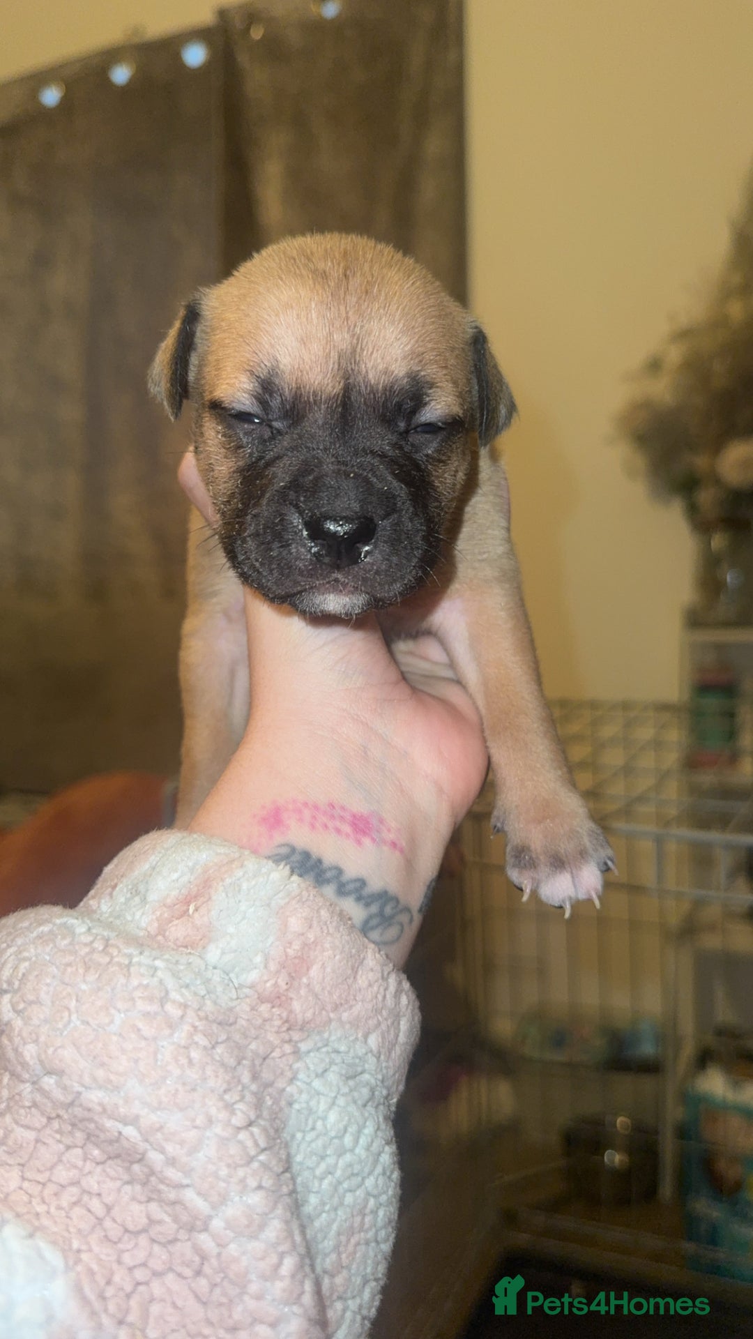 Mixed Breed dogs for sale: Bully pups  - Advert 3
