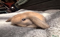 Mini Lop rabbits for sale: Mini Lop Bunnies - Image 6
