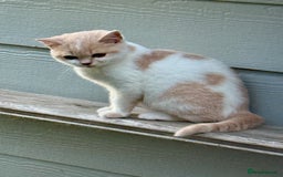 British Shorthair cats for sale: British shorthair kittens.  - Image 1