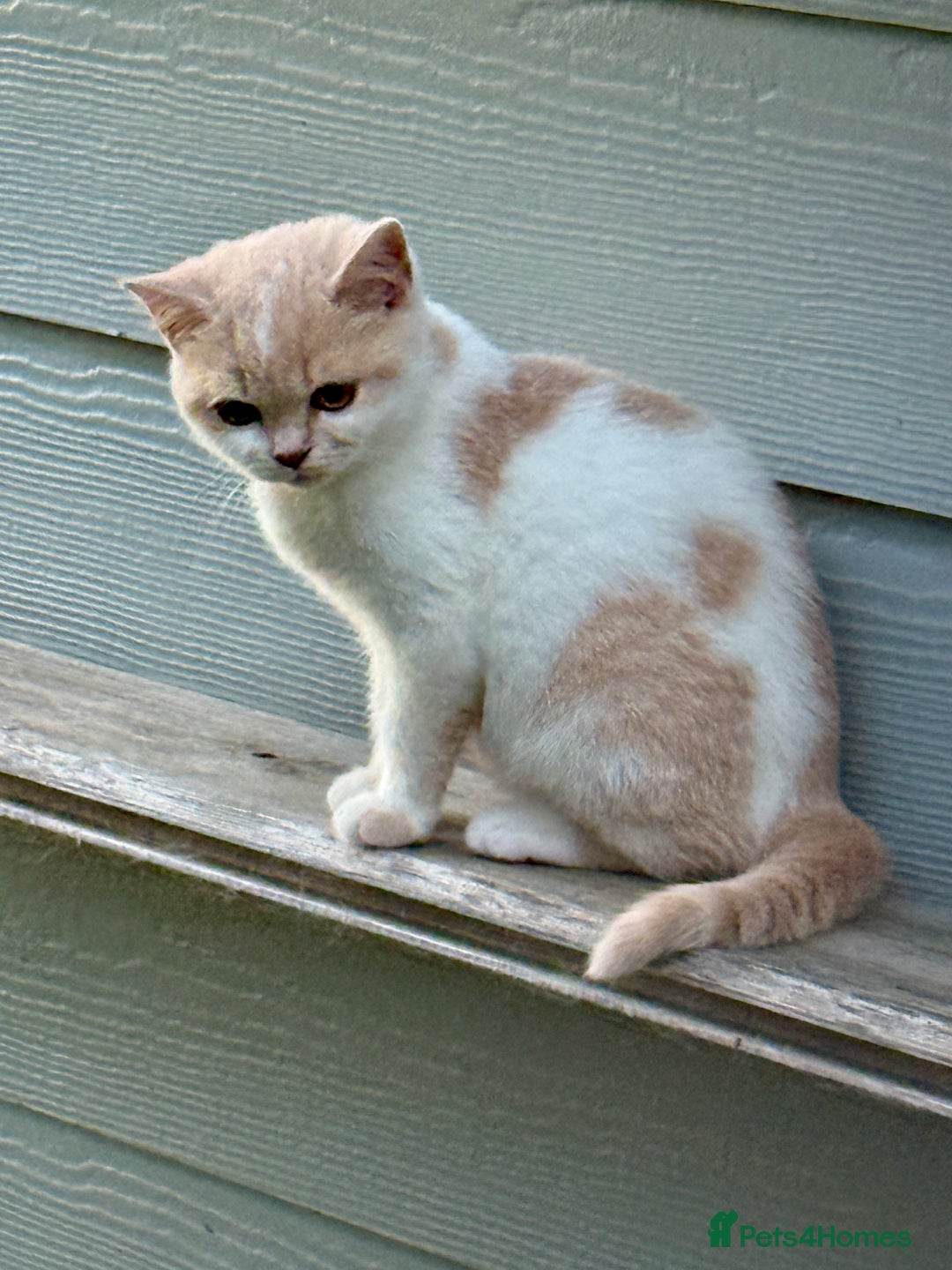 British Shorthair cats for sale: British shorthair kittens.  - Image 1