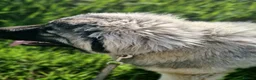 Caucasian Shepherd Dog dogs for sale: Stunning Caucasian Shepherd Ovcharka Puppies  in Lanark - Advert 10