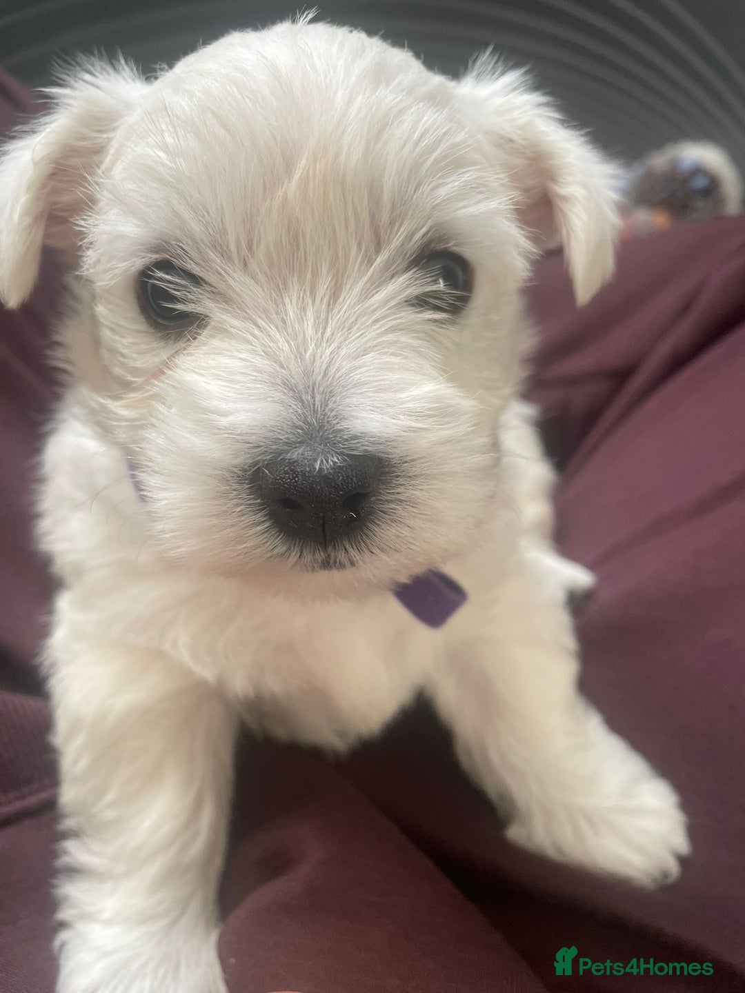 West Highland Terrier dogs for sale: Beautiful West Highland Terrier (Westie) Puppies  - Advert 2