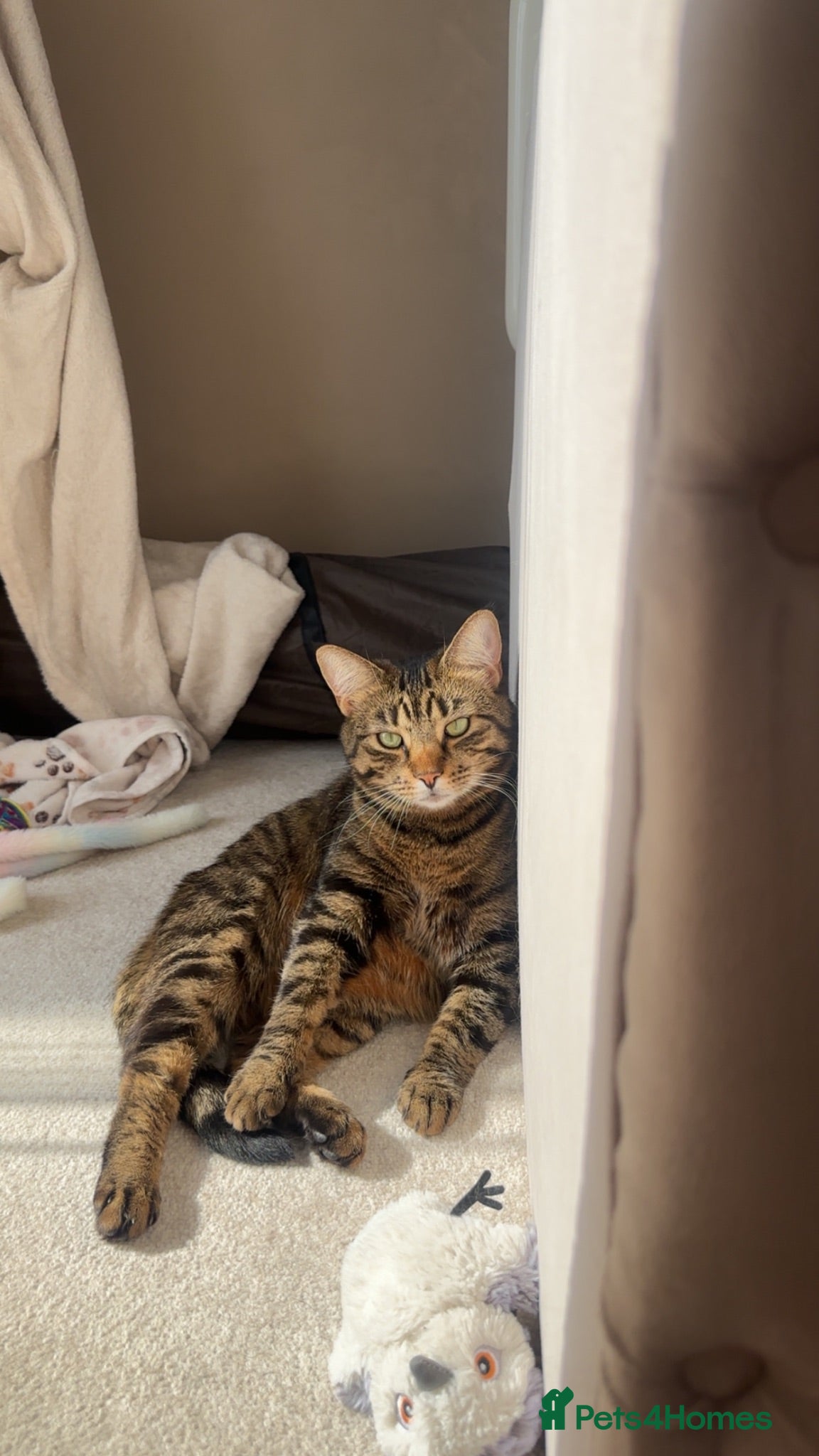 Mixed Breed cats Tabby - Female - Advert 7
