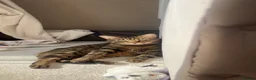 Mixed Breed cats for sale: Tabby - Female - Advert 2