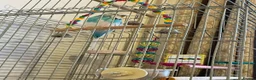 Budgerigars birds for sale: Beautiful Leo - Advert 2