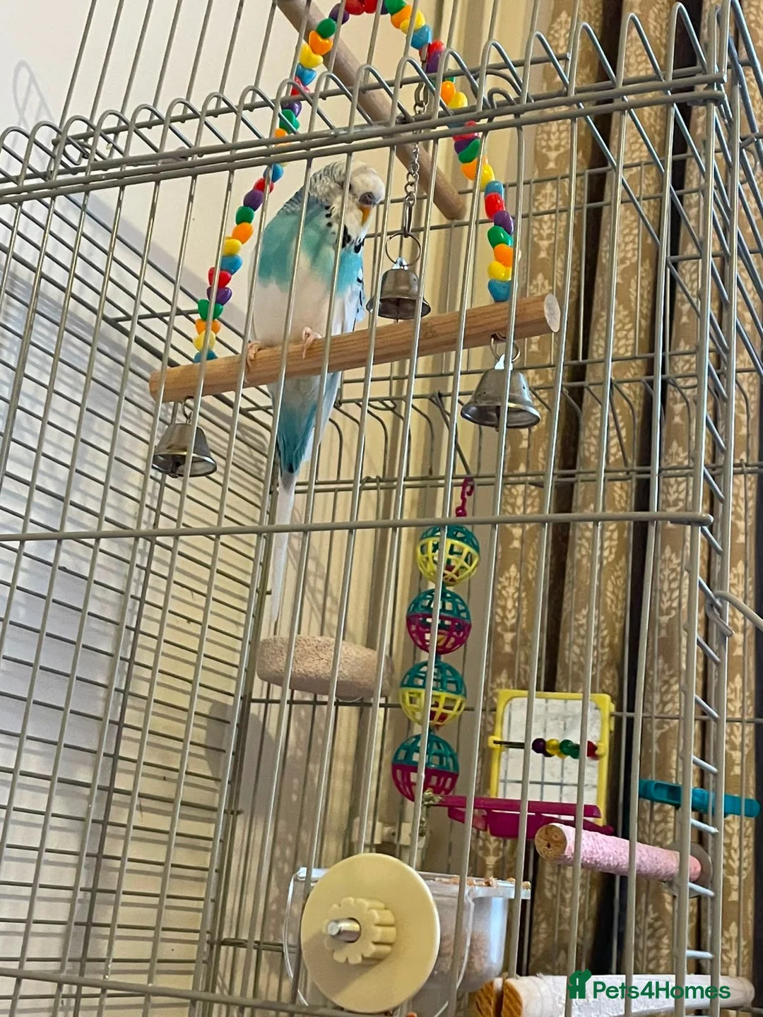 Budgerigars birds for sale: Beautiful Leo - Advert 2