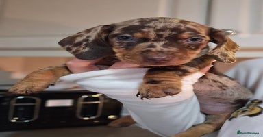 Miniature Dachshund dogs - Advert 7