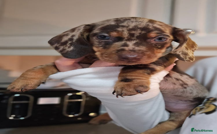 Miniature Dachshund dogs - Advert 14