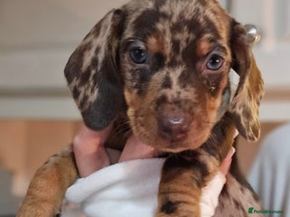 Miniature Dachshund dogs - Advert 33