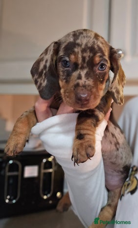 Miniature Dachshund dogs - Advert 14
