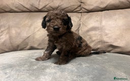 Cockapoo dogs for sale: 🐶F1 Cockerpoo Pups – Merle, Chocolate, Apricot 🐶 - Image 22