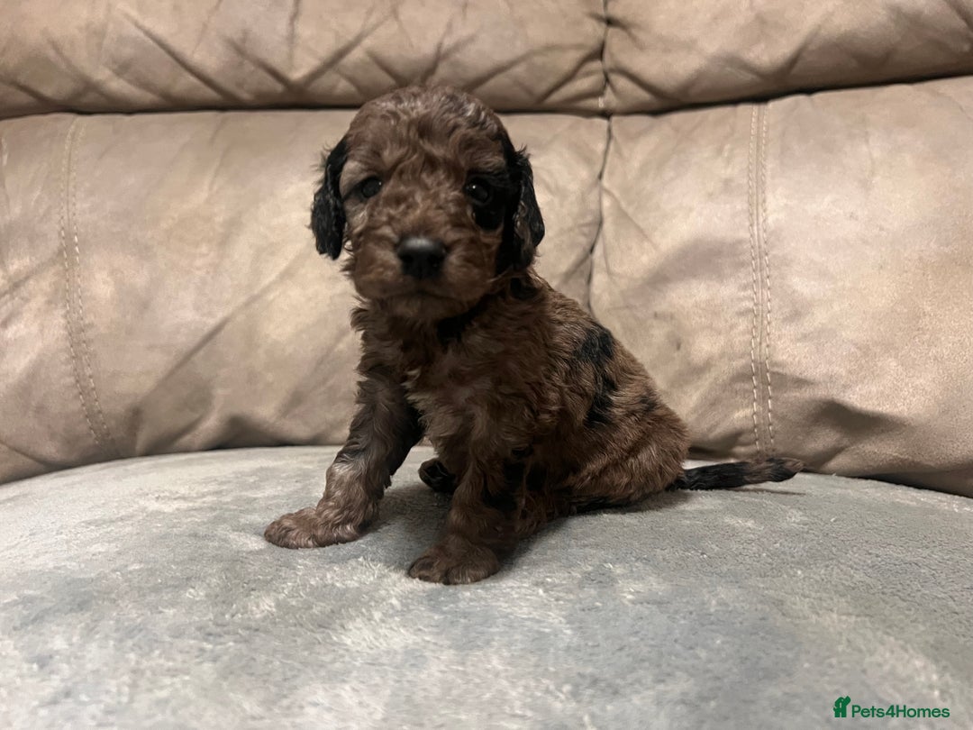 Cockapoo dogs for sale: 🐶F1 Cockerpoo Pups – Merle, Chocolate, Apricot 🐶 - Image 22