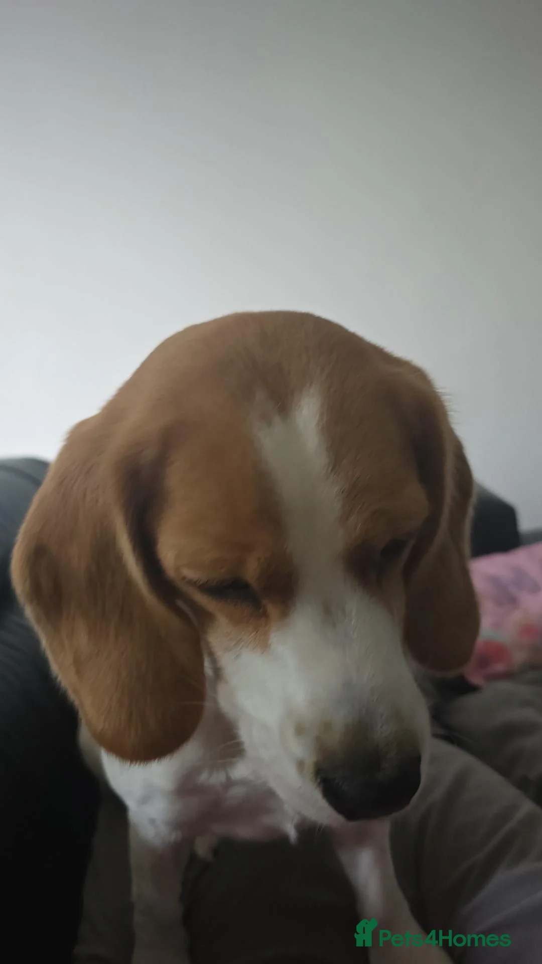 Beagle dogs for sale: Bagel the beagle  in Milton Keynes - Advert 2