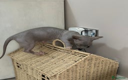 Sphynx cats for sale: Bambino blue girl  - Image 13