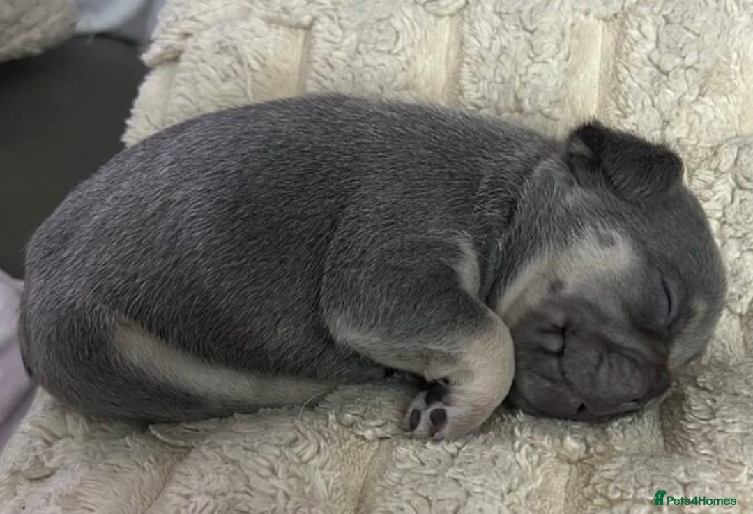 French Bulldog dogs for sale:  French Bulldog Puppy Brings Joy  - Advert 7