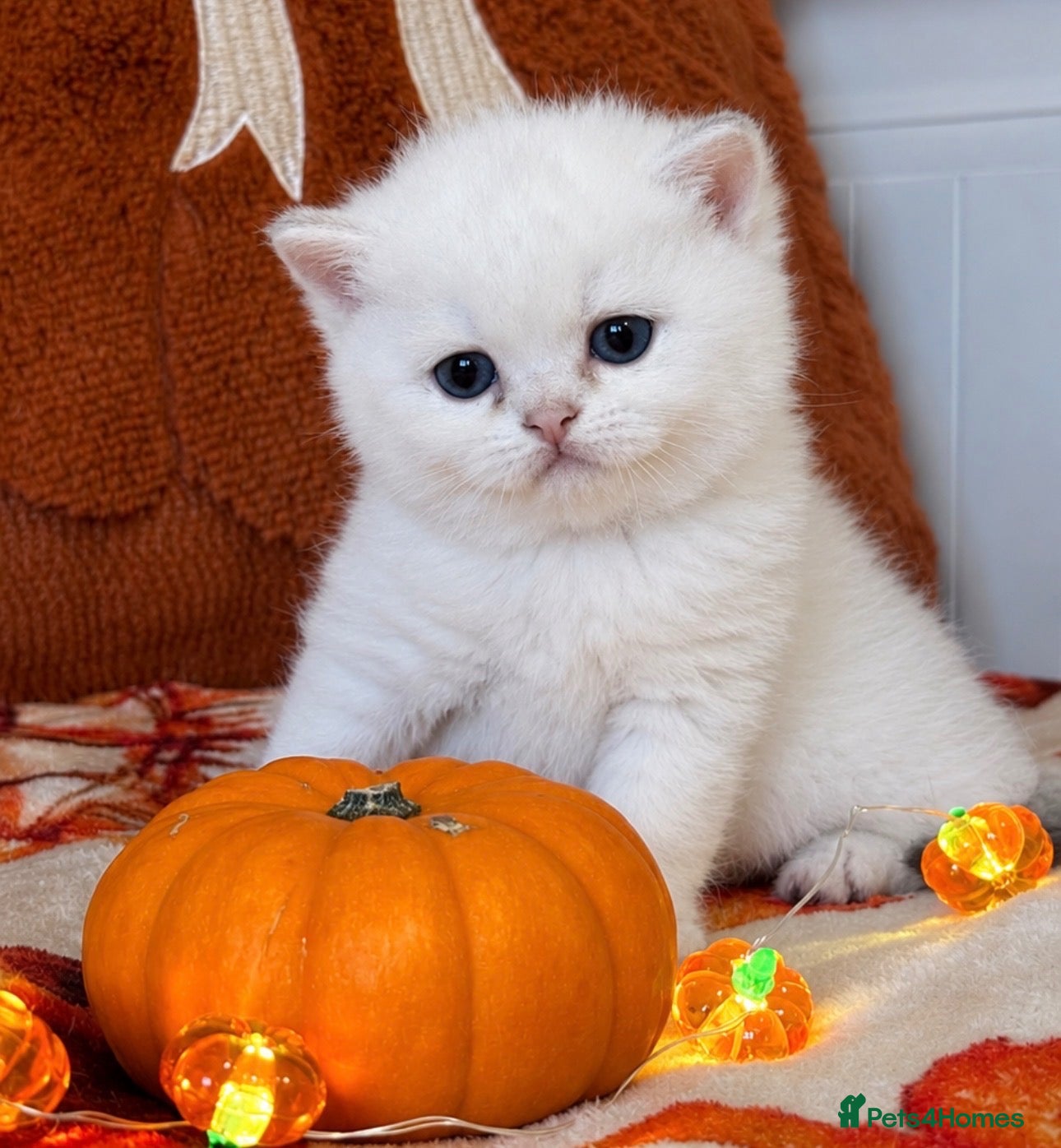British Shorthair cats for sale: Silver British Shorthair kittens - Advert 1